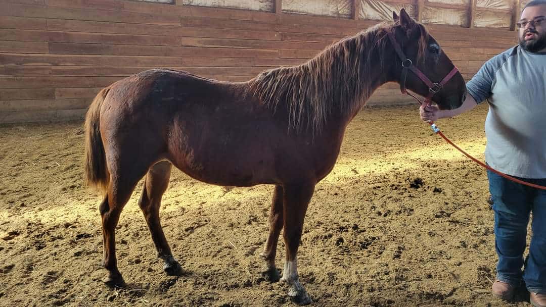 Pony Up Rescue Collective Chappy & Friends