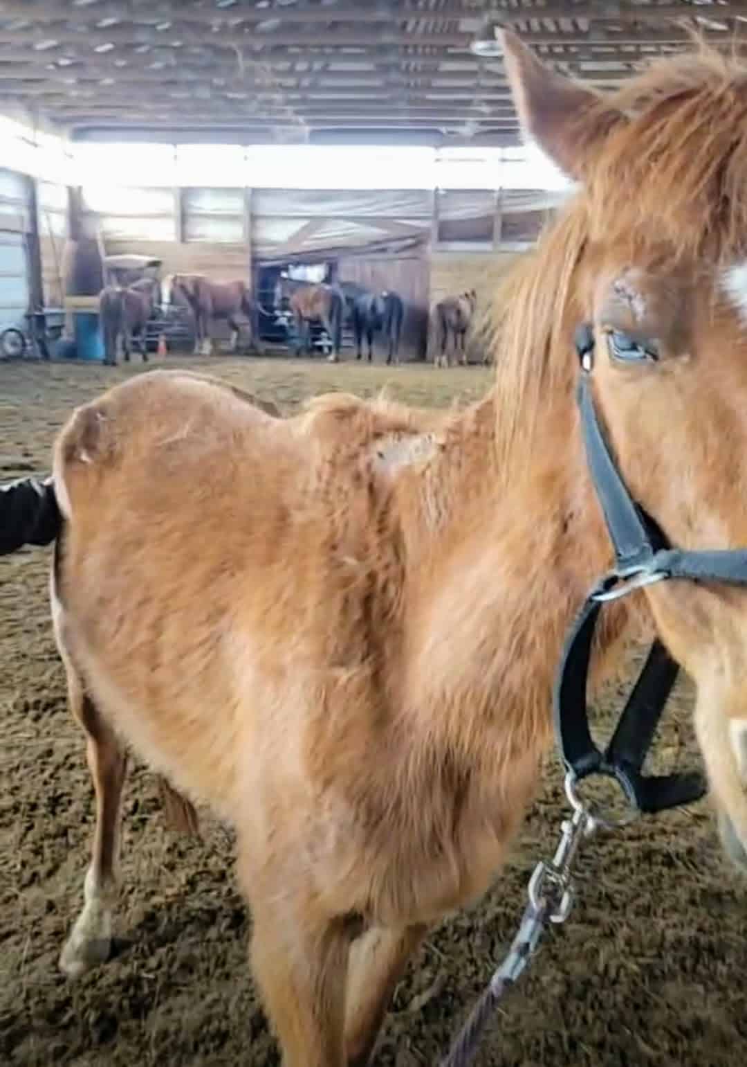 Pony Up Rescue Collective Chappy & Friends