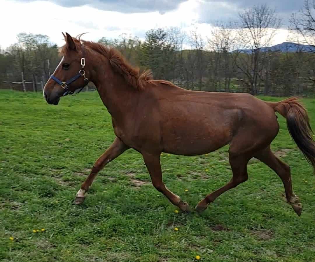 Pony Up Rescue Collective Chappy & Friends